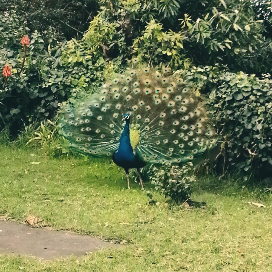 Quinta Das Almas Sao Roque do Pico Luaran gambar