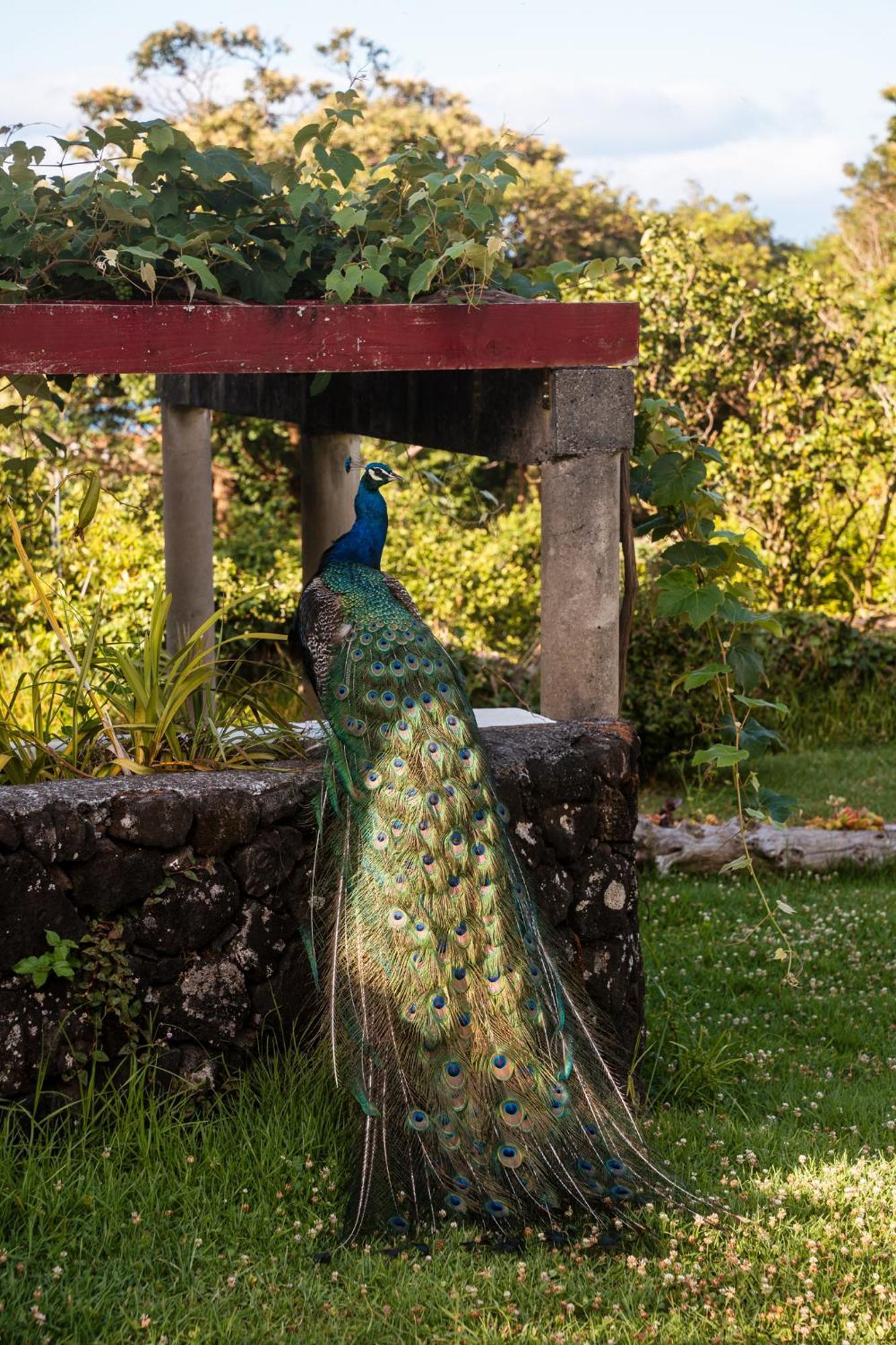 Quinta Das Almas Sao Roque do Pico Luaran gambar